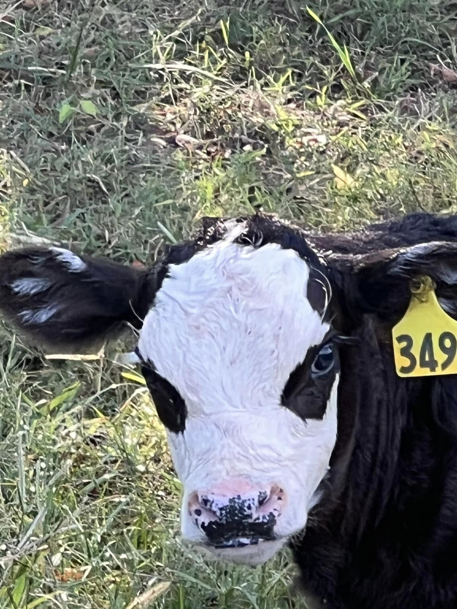 A young black and white calf at Church Farms