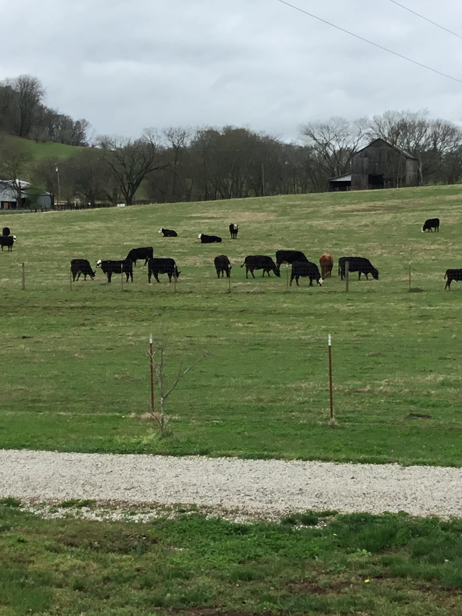 Cattle grazing on a hillside pasture at Church Farms